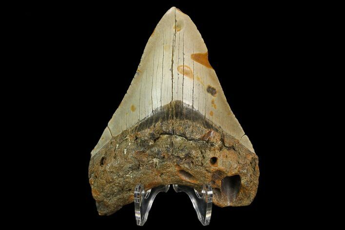 Fossil Megalodon Tooth - North Carolina #124669